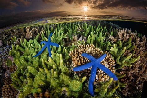 The Indispensable Role of the Magic Roundabout Coral in the Ocean Food Chain